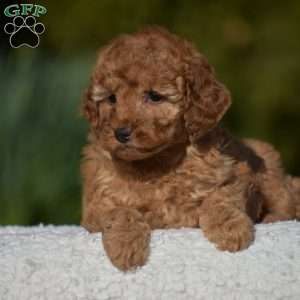 Kimberly, Miniature Poodle Puppy